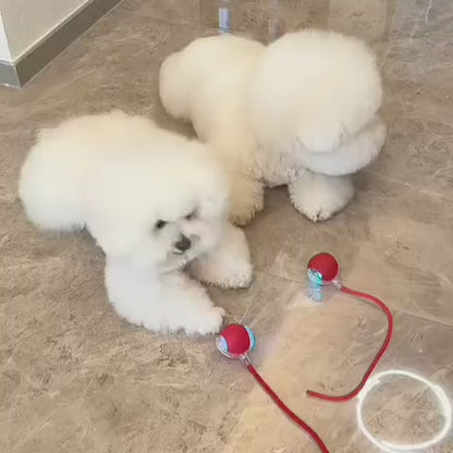 Pametna in interaktivna žogica za vašega psa – polni se prek USB-ja